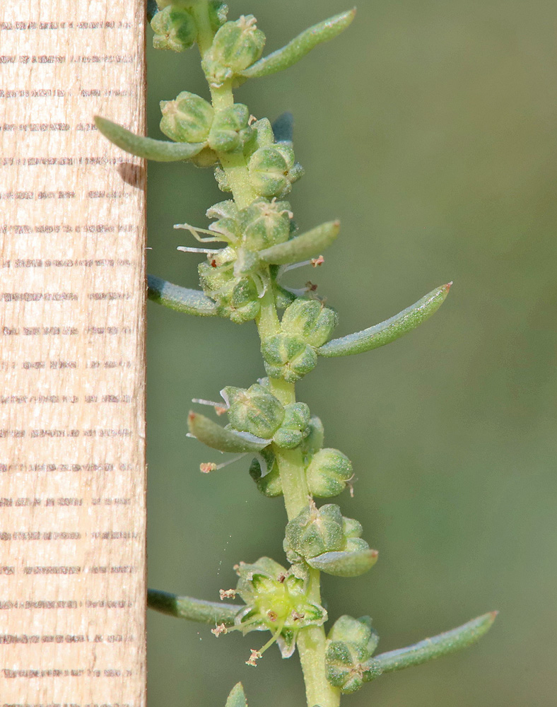 Image of Suaeda salsa specimen.