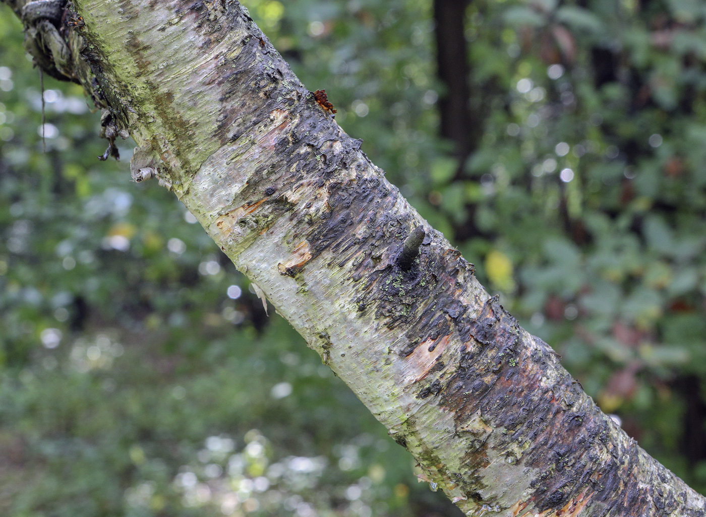 Image of Betula microphylla specimen.