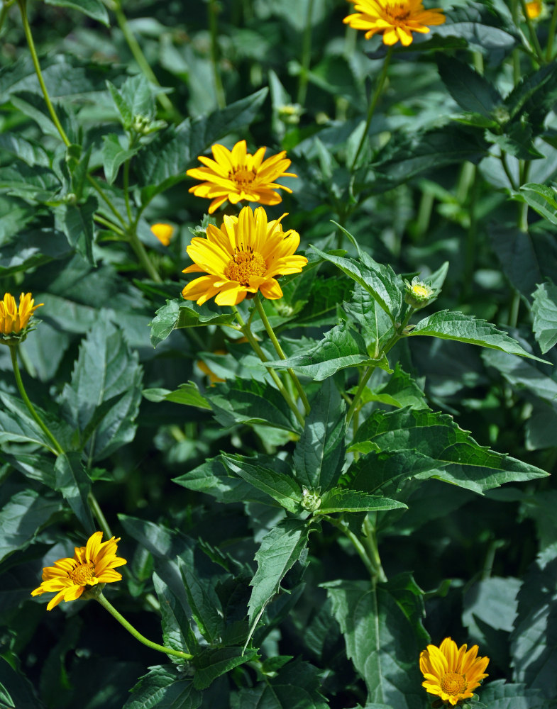 Изображение особи Heliopsis helianthoides ssp. scabra.