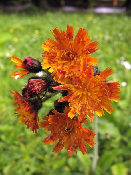 Image of Pilosella aurantiaca specimen.