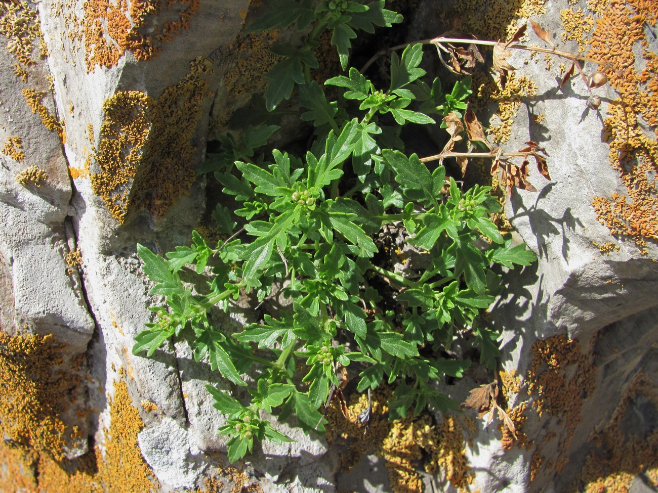 Image of Scrophularia rupestris specimen.