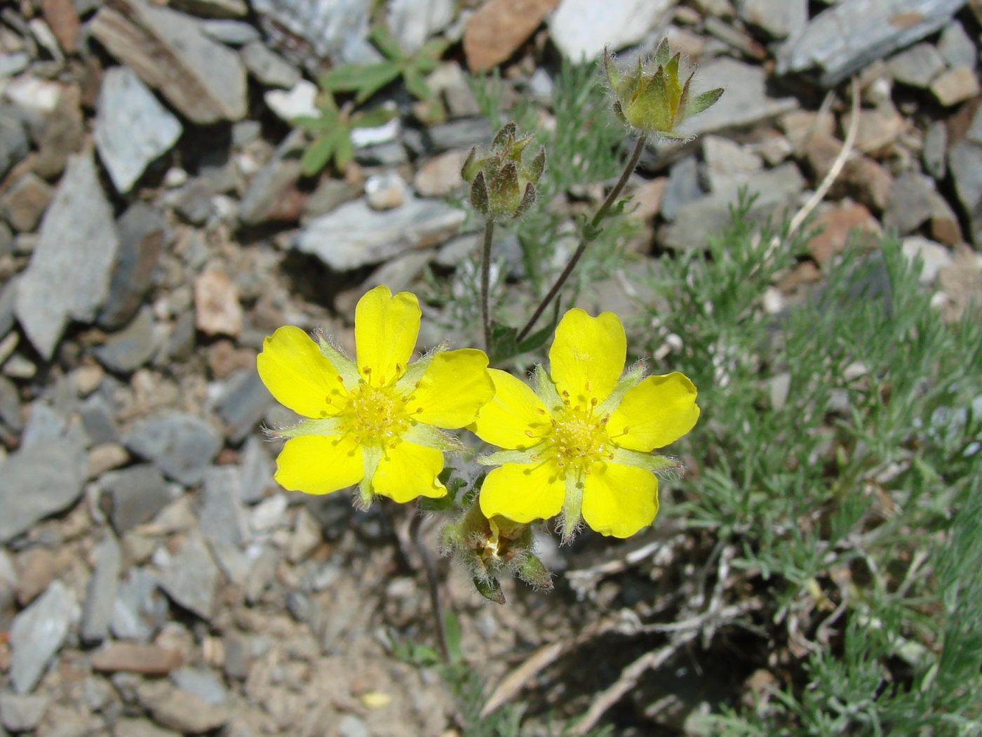 Image of Potentilla soongorica specimen.