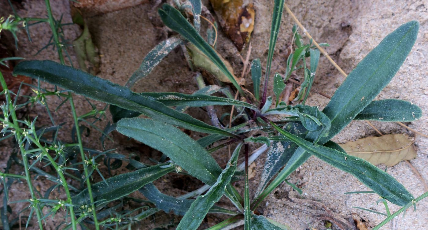 Image of Anchusa velenovskyi specimen.