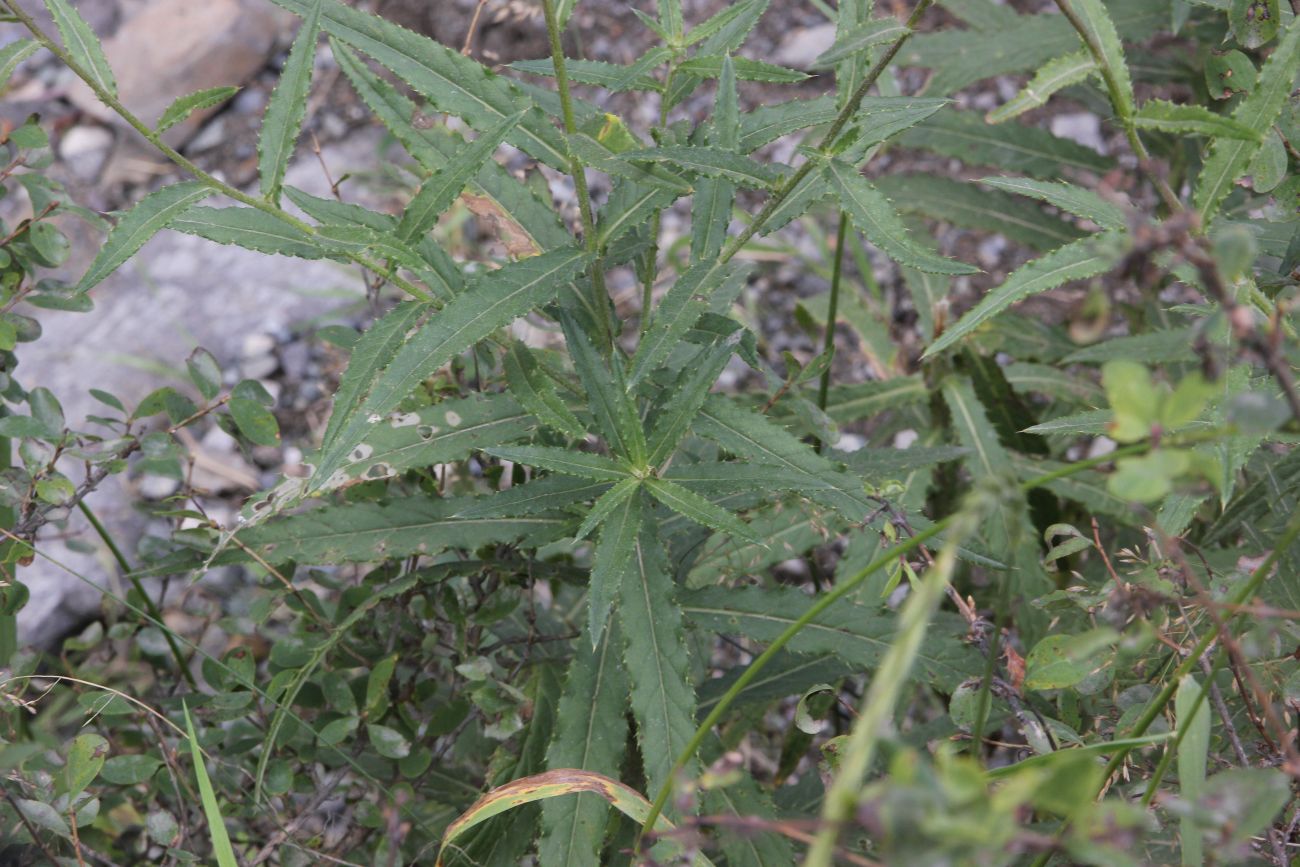 Image of Cirsium serratuloides specimen.