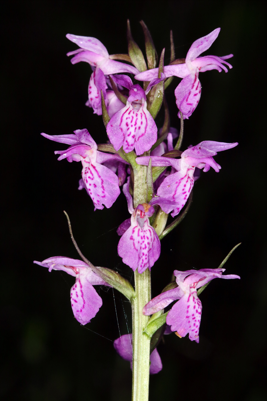 Изображение особи Dactylorhiza traunsteineri.