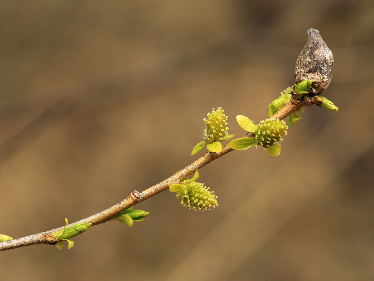 Image of Salix pierotii specimen.