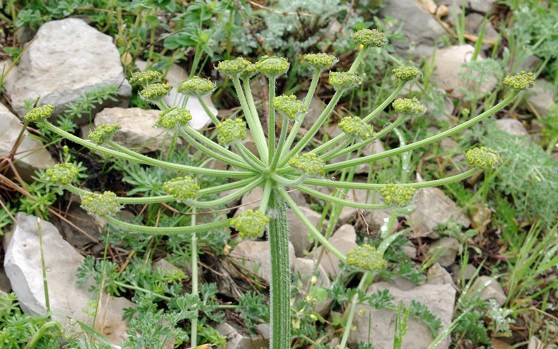 Image of Zosima absinthifolia specimen.