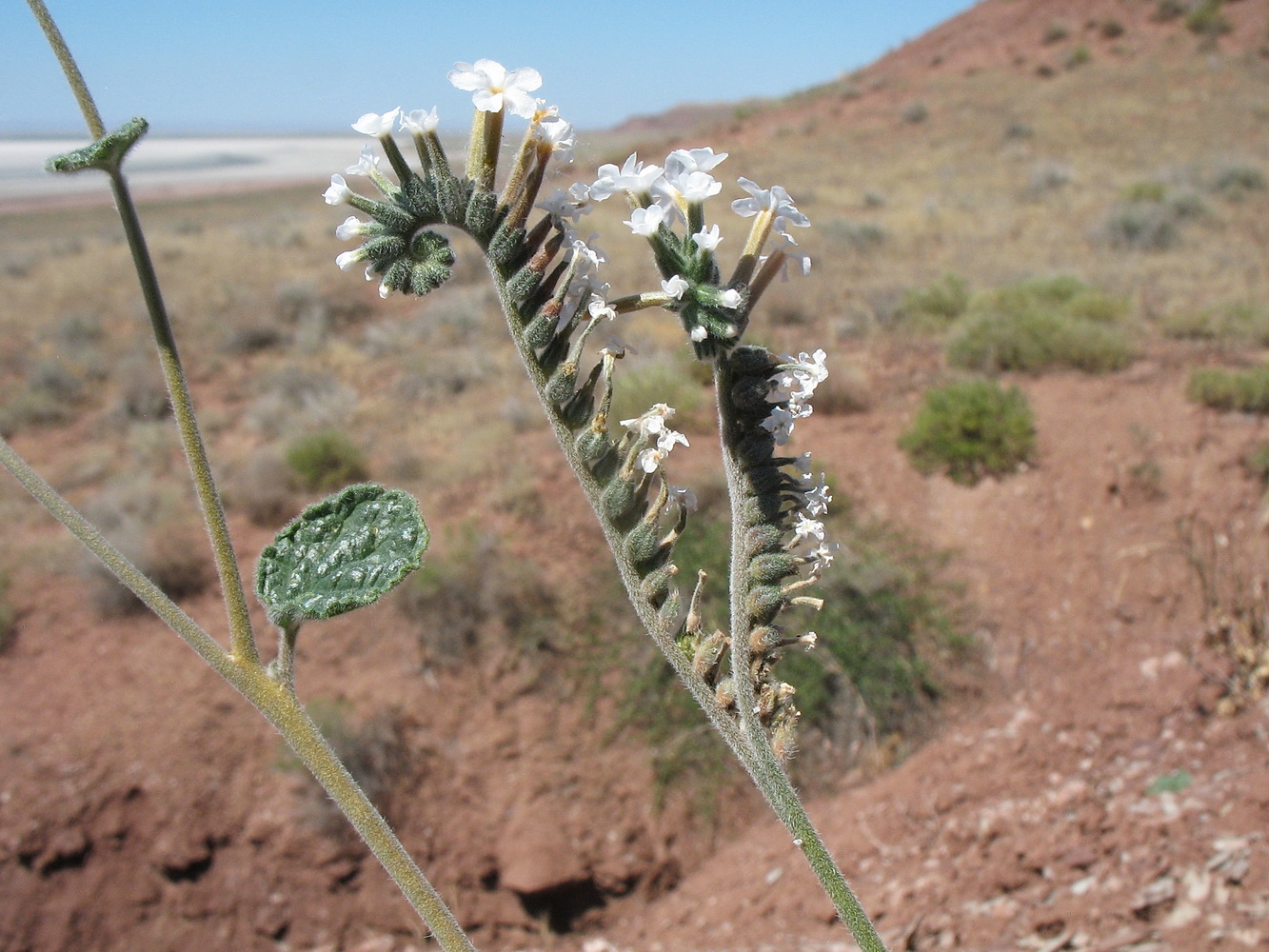 Image of Heliotropium olgae specimen.