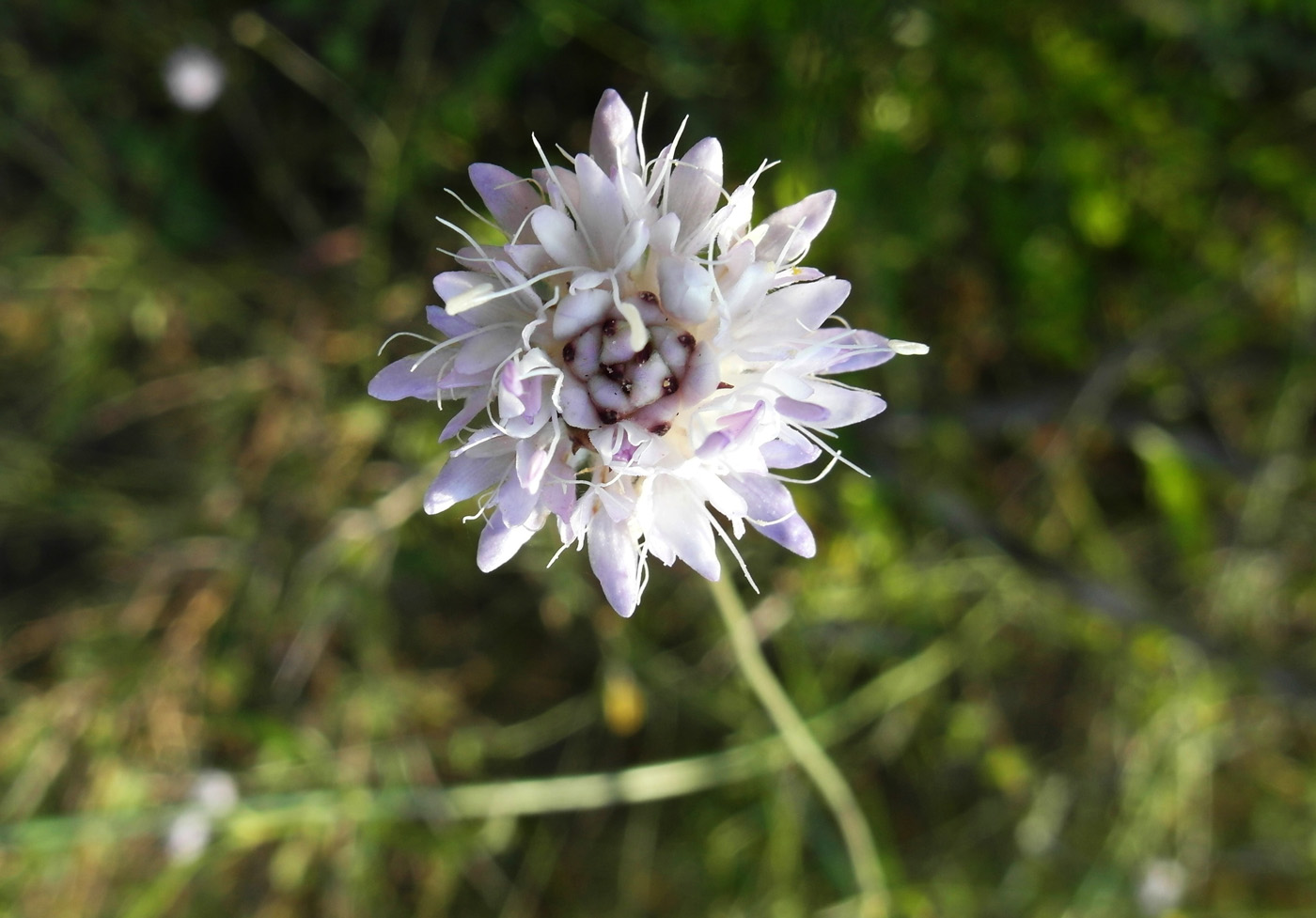 Image of Cephalaria joppensis specimen.