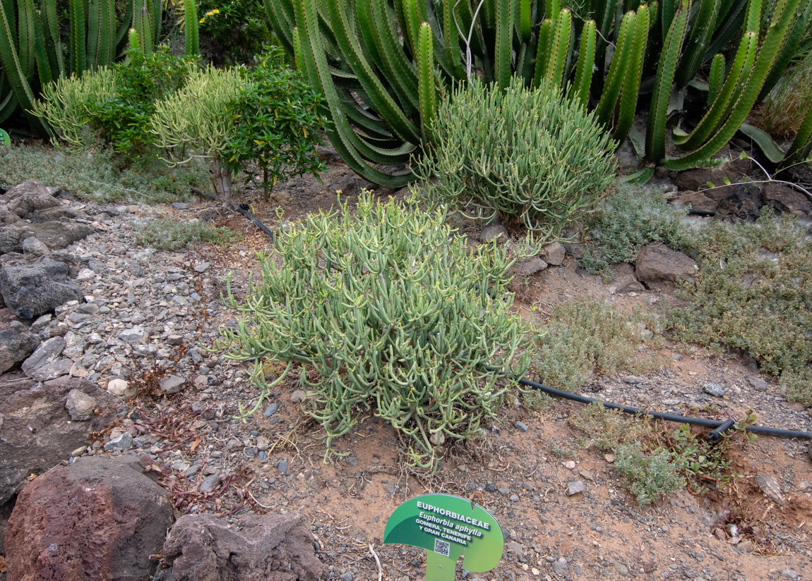 Image of Euphorbia aphylla specimen.