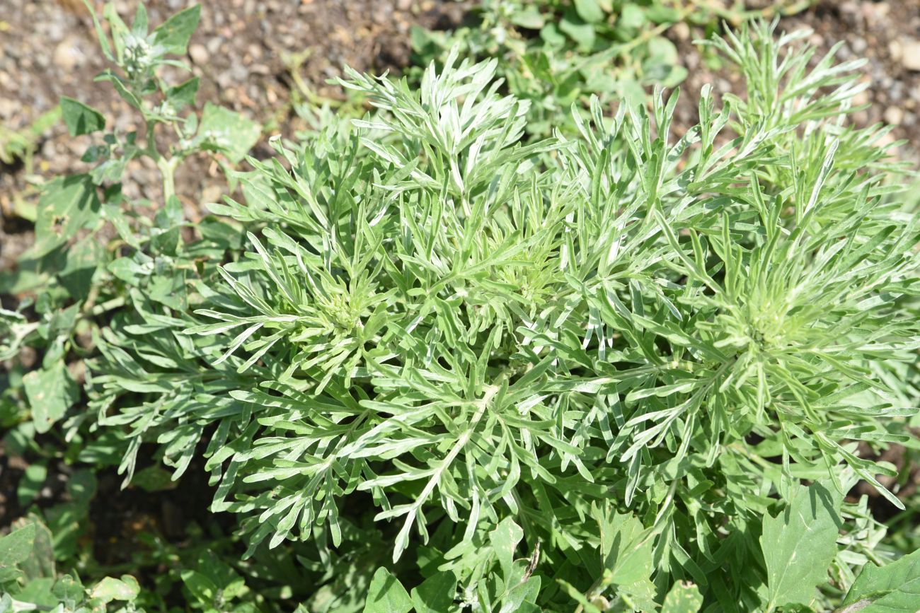 Image of genus Artemisia specimen.