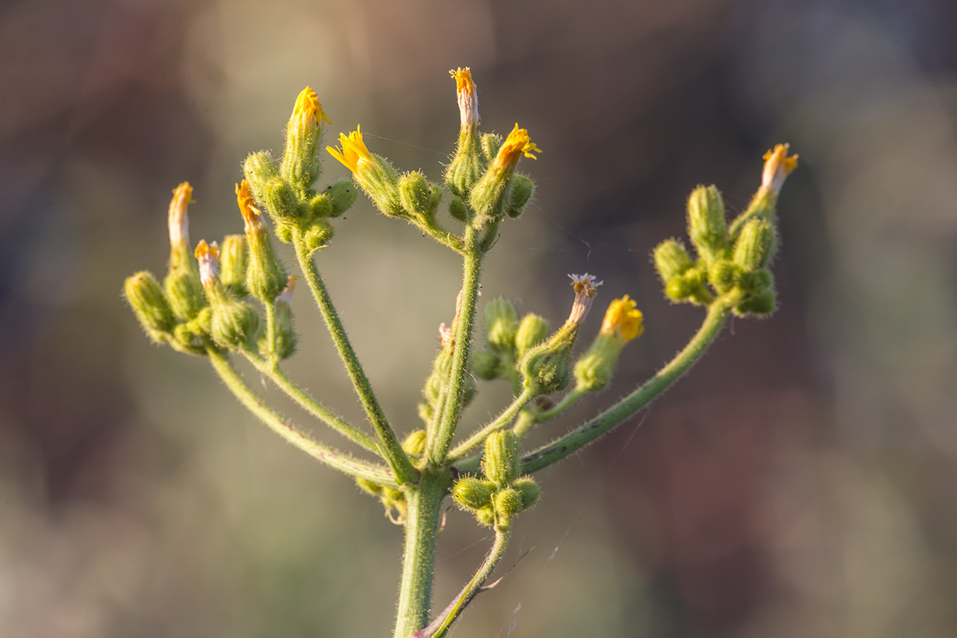 Изображение особи Sonchus palustris.