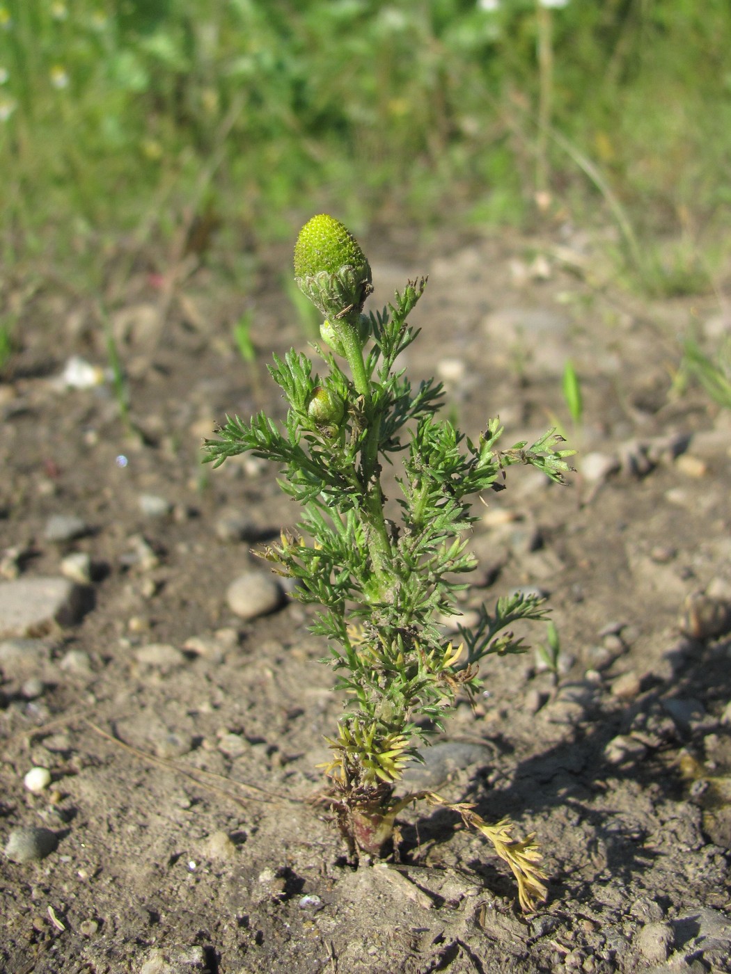 Изображение особи Matricaria discoidea.