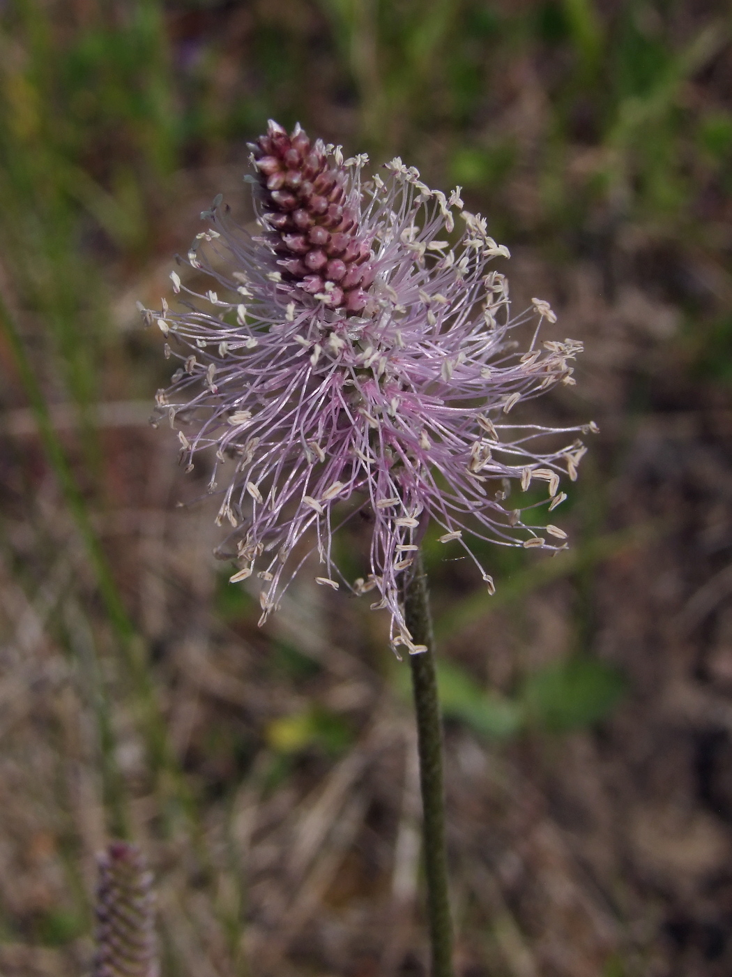 Image of Plantago media specimen.