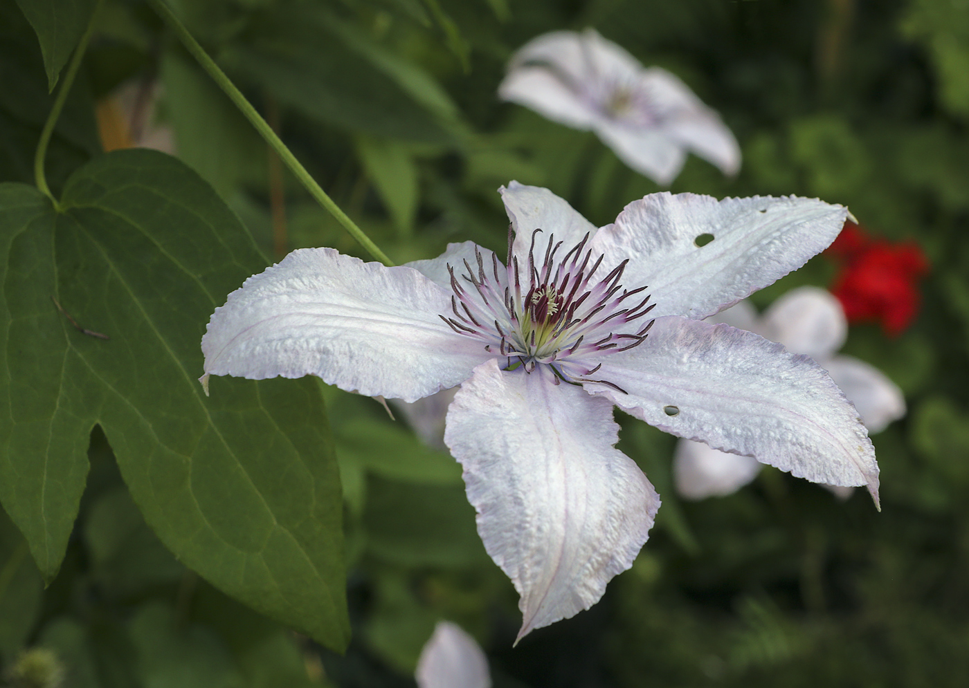 Изображение особи Clematis &times; jackmanii.