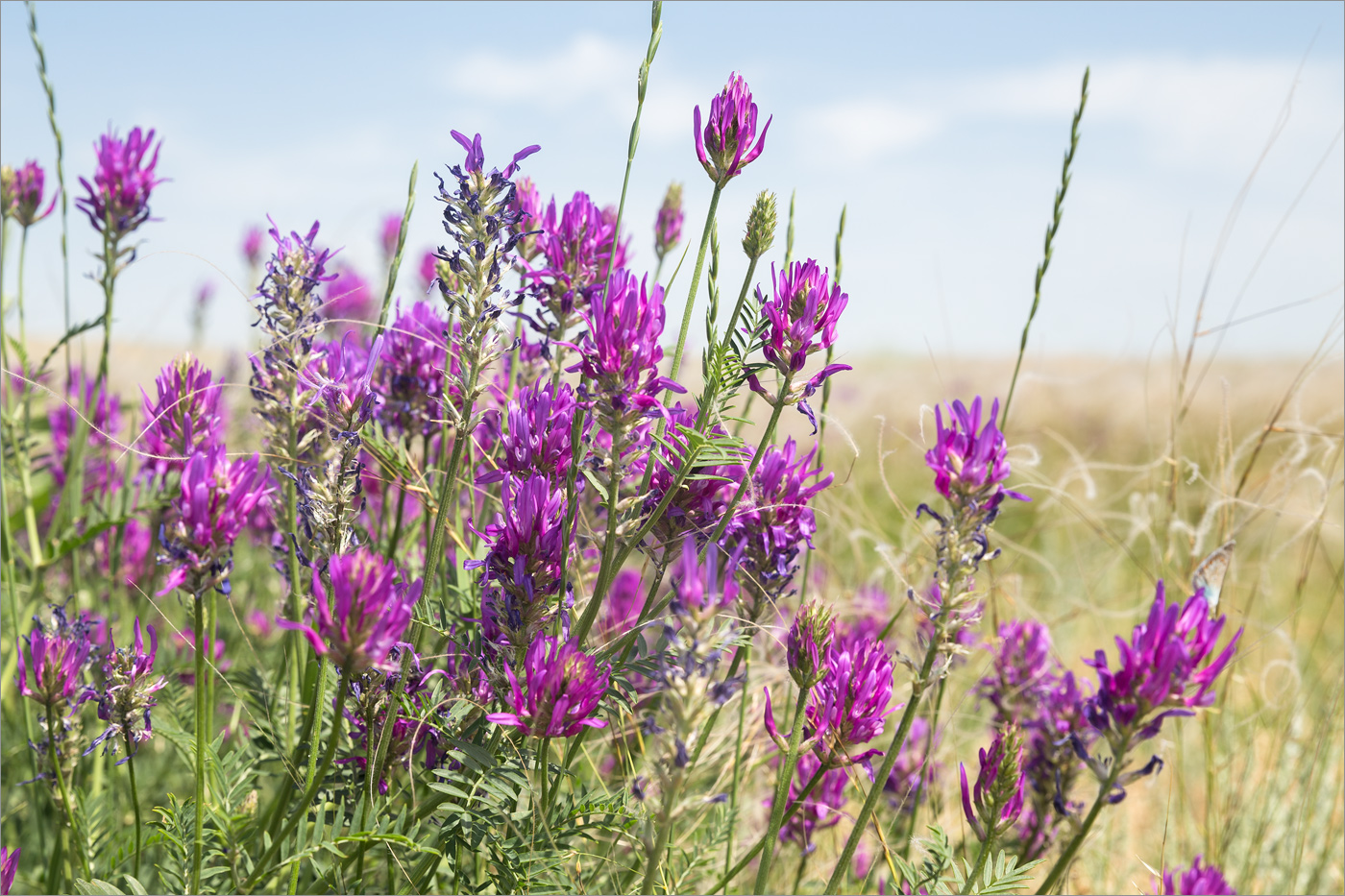 Изображение особи Astragalus onobrychis.