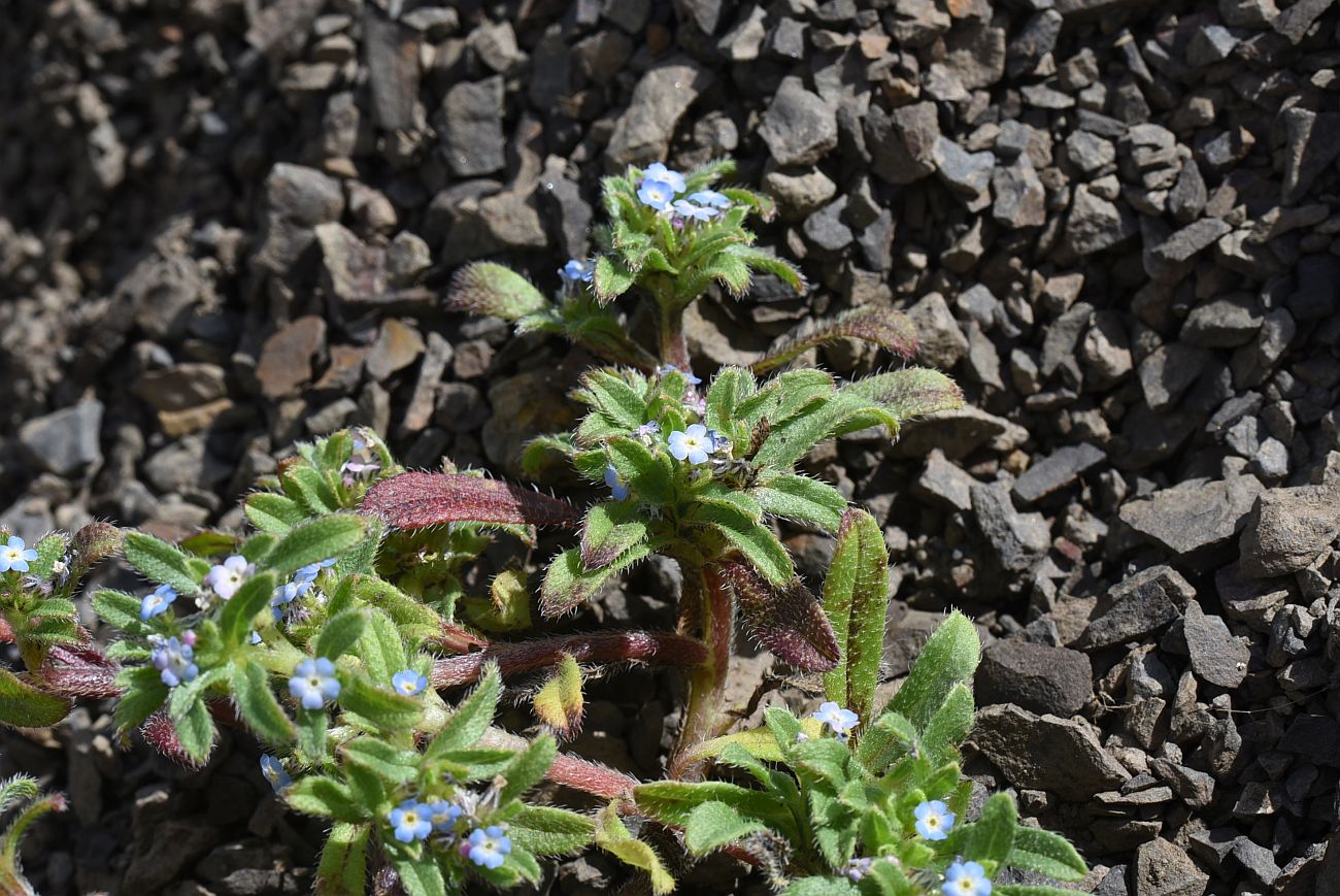 Image of Trigonocaryum involucratum specimen.