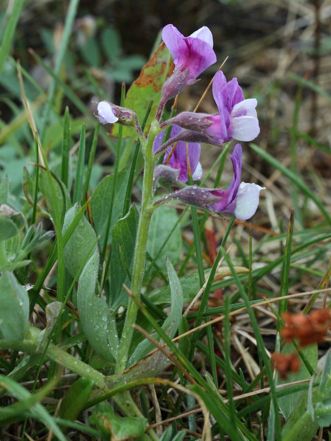 Изображение особи Lathyrus japonicus ssp. pubescens.