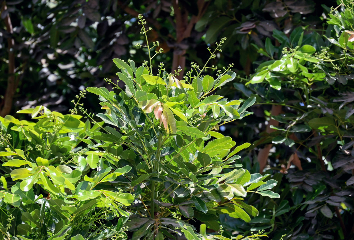 Image of Khaya senegalensis specimen.