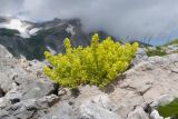 Cruciata valentinae. Цветущее растение. Адыгея, Кавказский биосферный заповедник, гора Гузерипль, ≈ 2100 м н.у.м., зарастающая крупнокаменистая осыпь на южном склоне, образовавшаяся в результате недавнего (2012 год) массивного оползня. 28.06.2023.