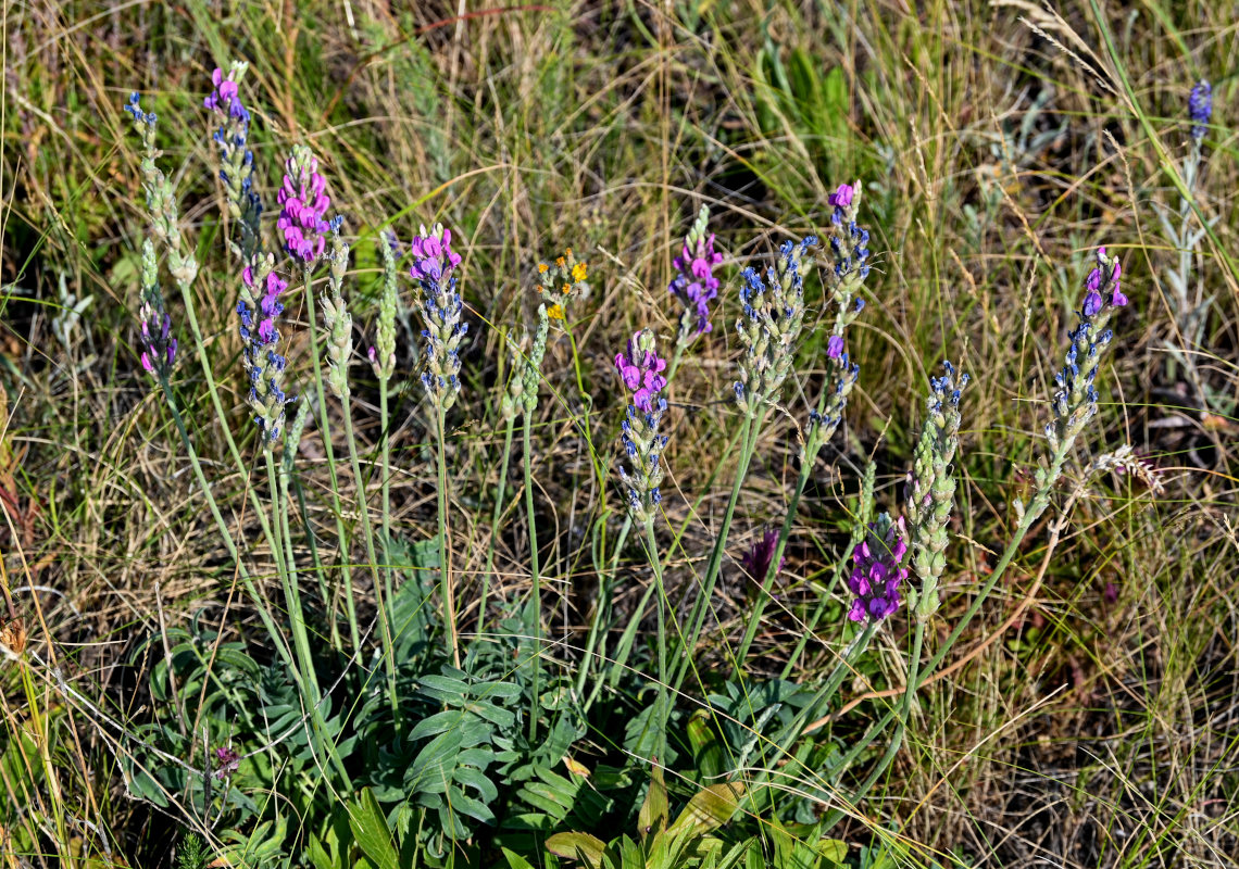 Image of Oxytropis kasakorum specimen.