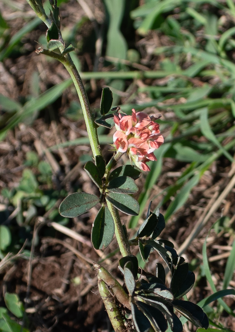 Изображение особи семейство Fabaceae.