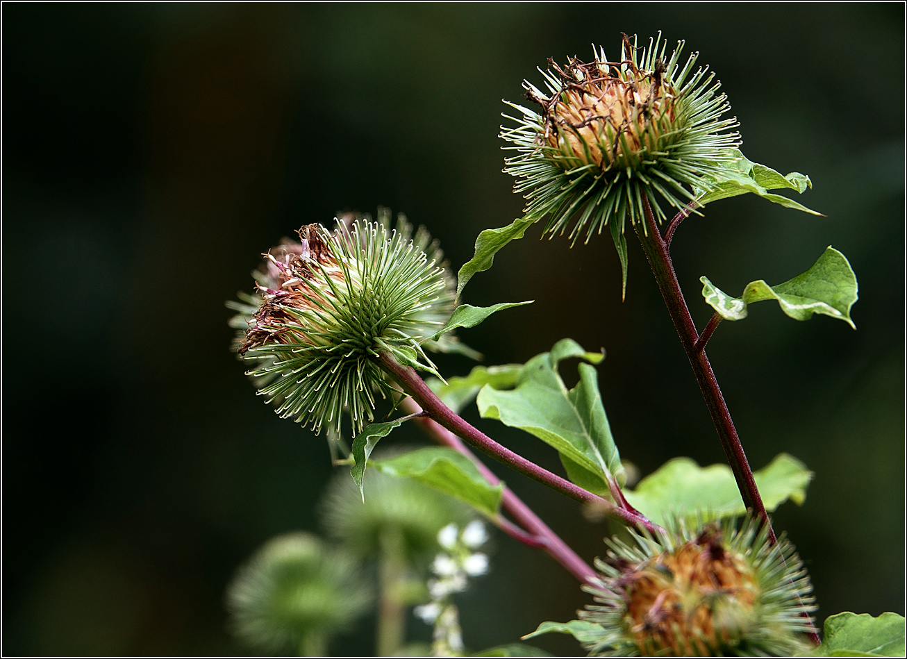 Изображение особи Arctium lappa.