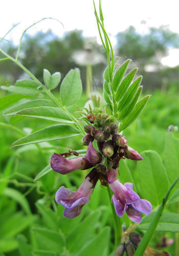 Image of Vicia sepium specimen.