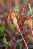 Drosera anglica