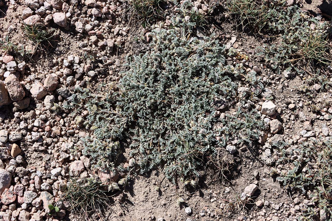 Image of Oxytropis trajectorum specimen.