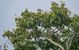 Betula ermanii. Верхушки ветвей, поросших лишайниками. Курильские о-ва, о-в Итуруп, долина р. Сторожевая, берёзовое редколесье. 20.08.2023.