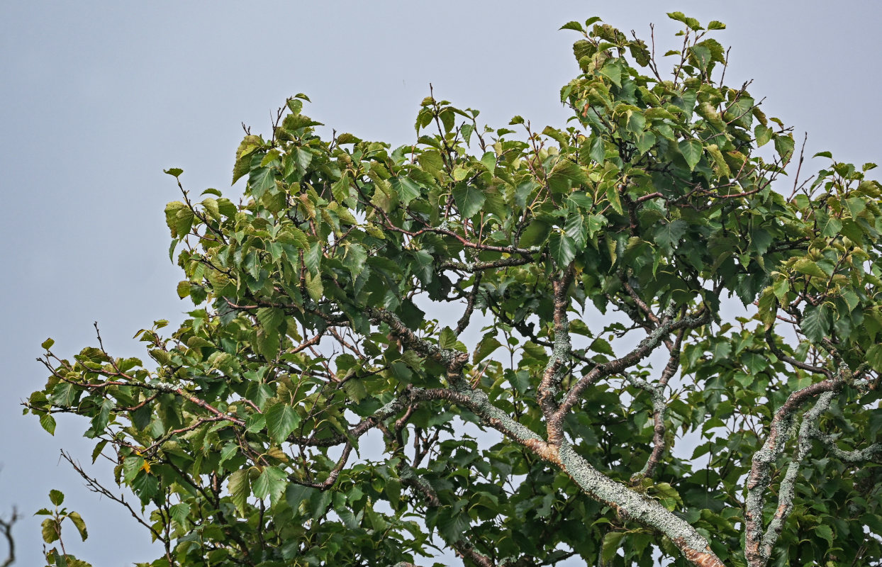 Image of Betula ermanii specimen.