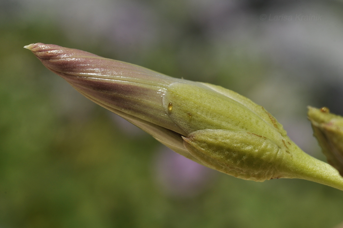 Image of Ipomoea pes-caprae specimen.