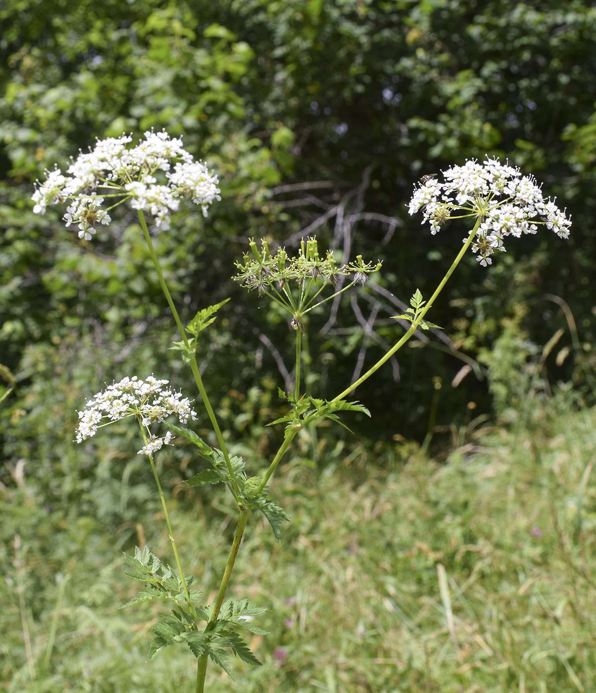 Image of Anthriscus sylvestris specimen.