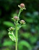 Inula helenium. Верхушка побега с развивающимися соцветиями. Чечня, Веденский р-н, долина р. Ахкичу, опушка широколиственного леса. 26.07.2022.