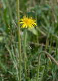 Taraxacum scariosum. Верхушка побега с соцветием. Республика Саха (Якутия), г. Якутск, сорное на газоне. 02.08.2023.