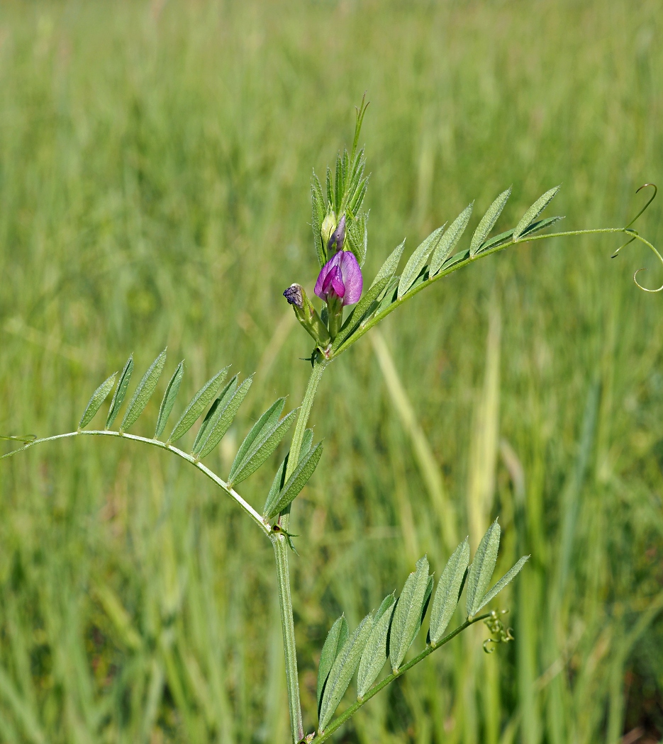 Изображение особи Vicia angustifolia.