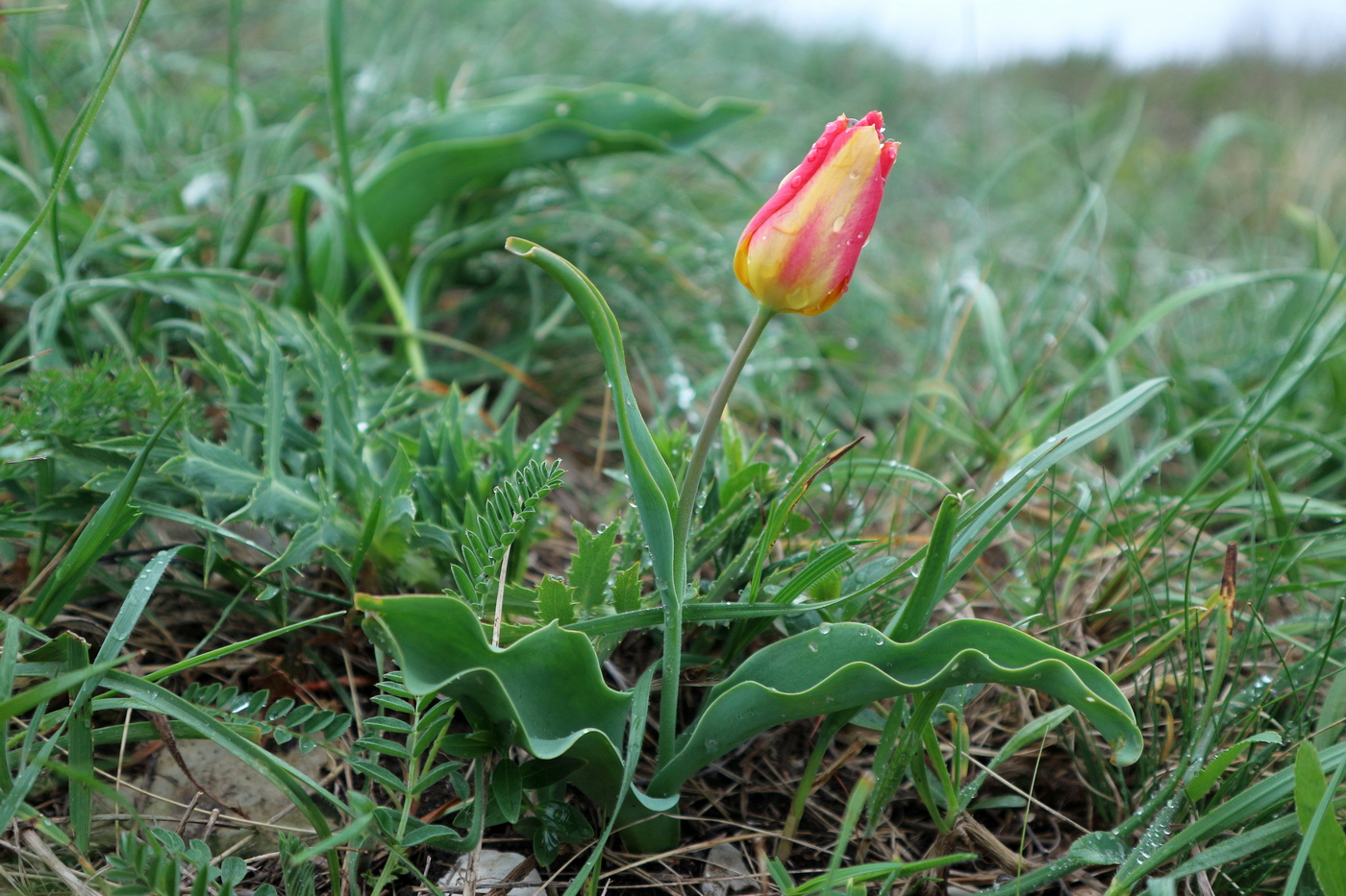 Image of Tulipa suaveolens specimen.