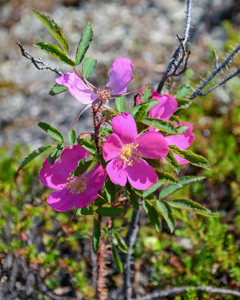 Image of Rosa acicularis specimen.