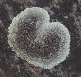 Lecanora muralis