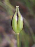 Tulipa affinis