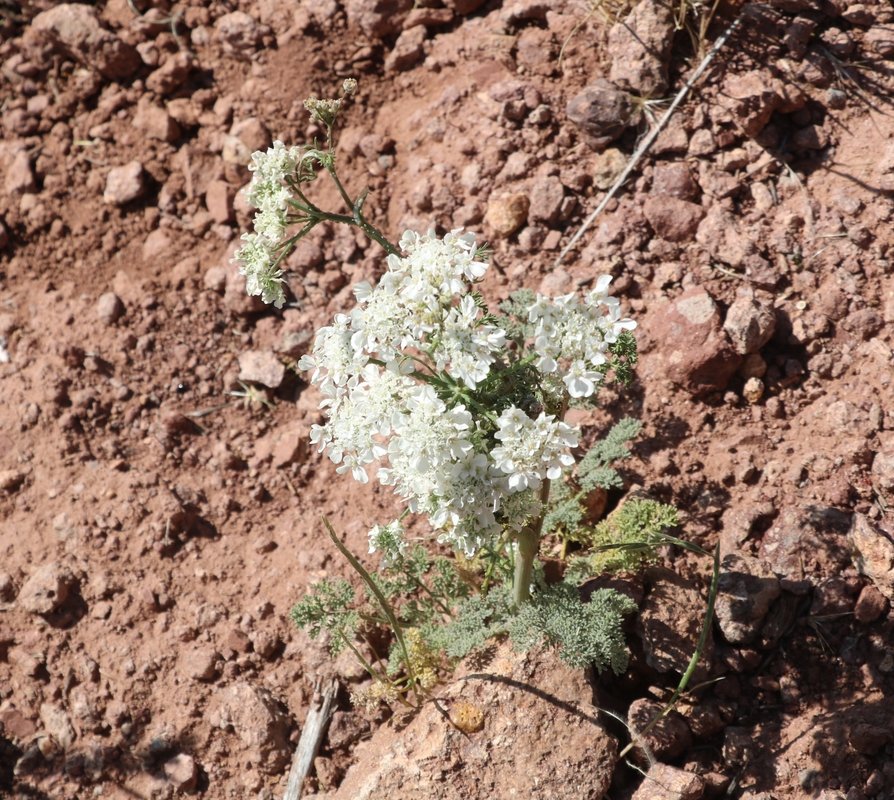 Изображение особи семейство Apiaceae.