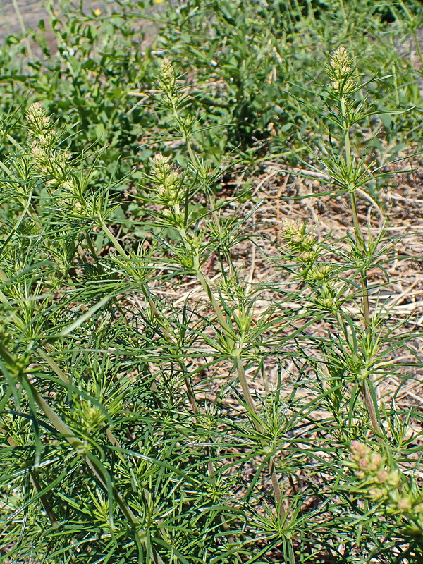 Image of genus Galium specimen.