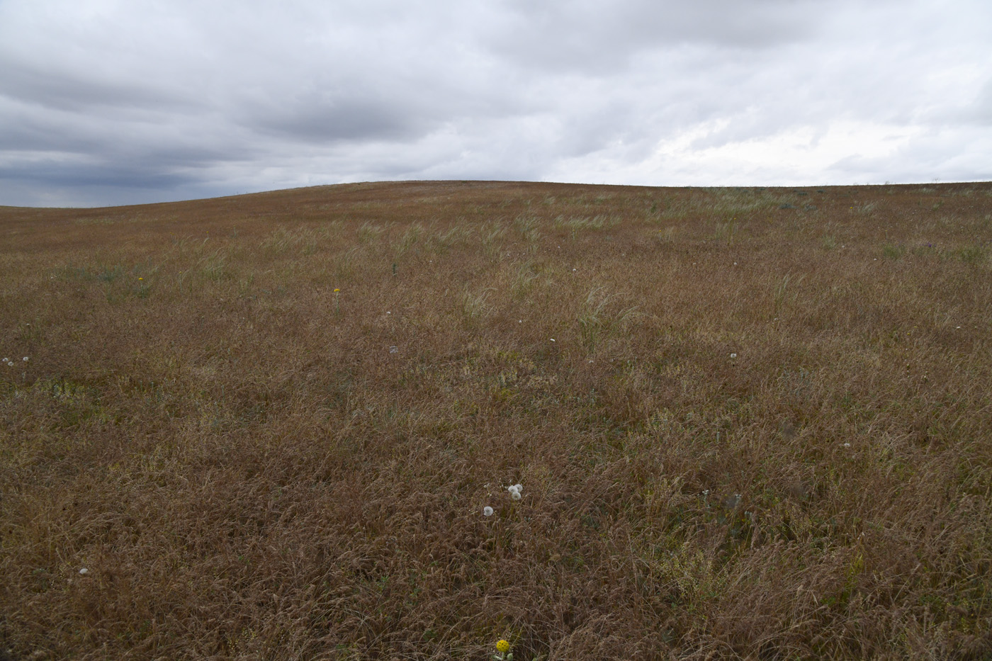 Image of Poa bulbosa ssp. vivipara specimen.