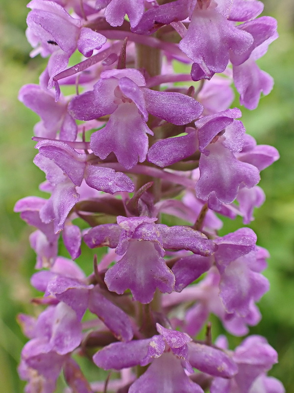 Image of Gymnadenia conopsea specimen.