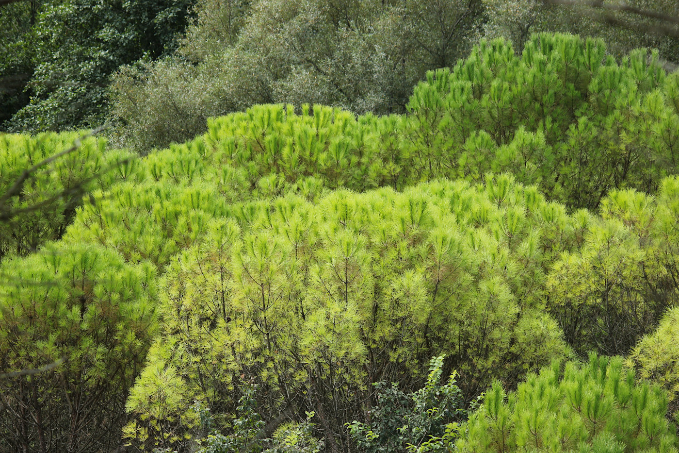 Image of Pinus pinea specimen.