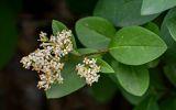 Ligustrum vulgare