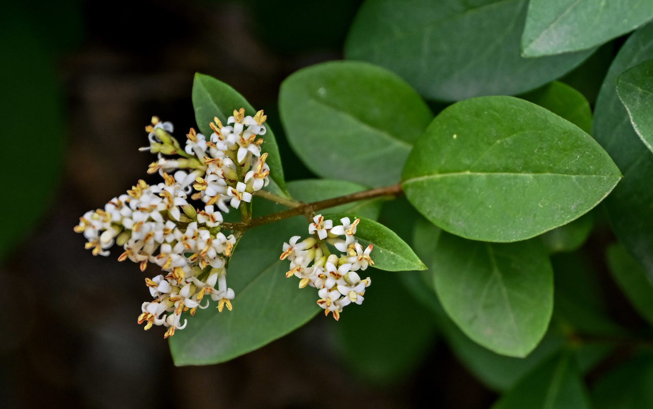 Изображение особи Ligustrum vulgare.