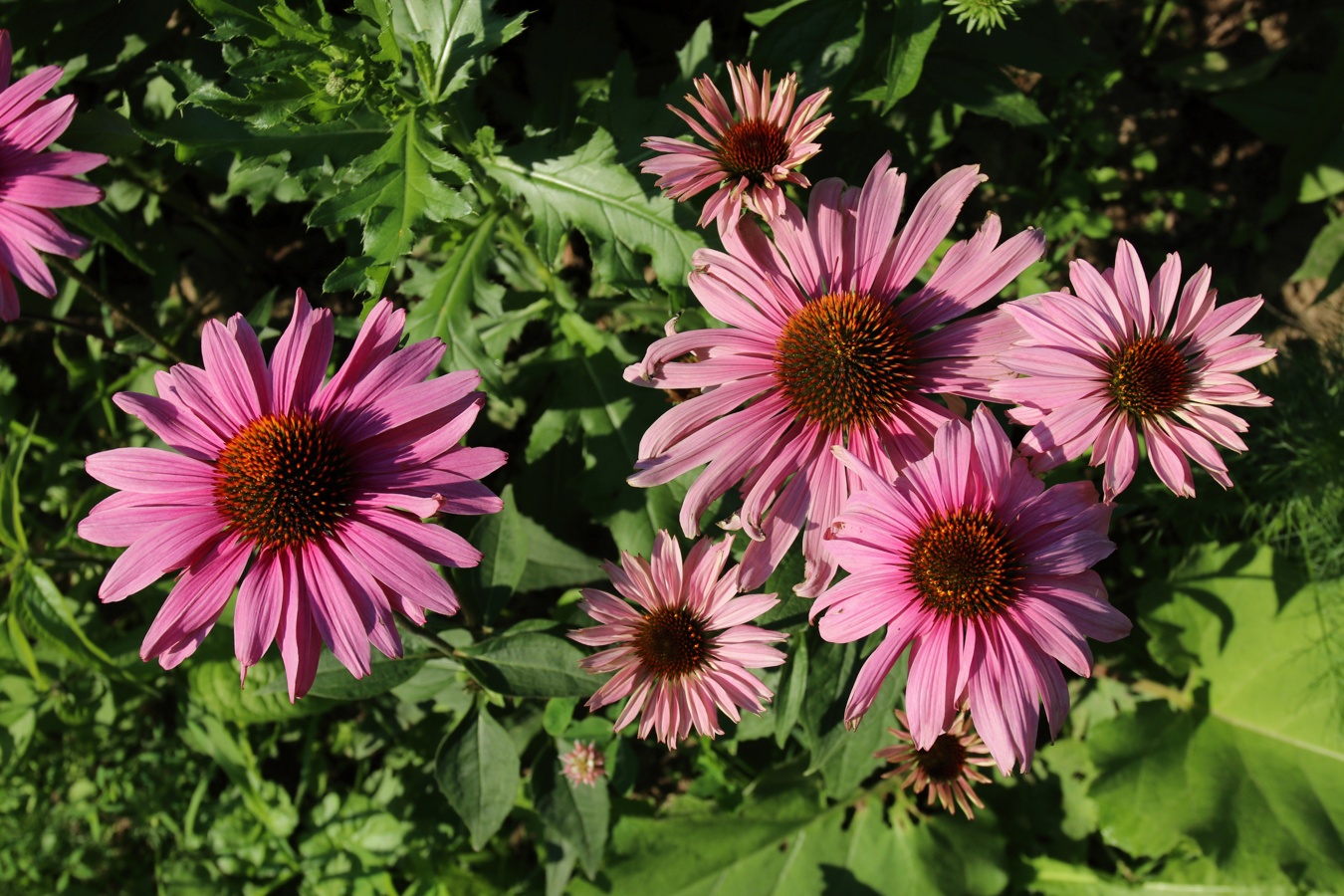 Image of Echinacea purpurea specimen.