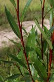 Salix pentandra